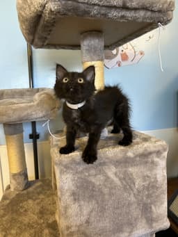 Toothless image 2