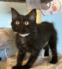 Toothless image 3