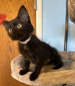 Toothless image 4