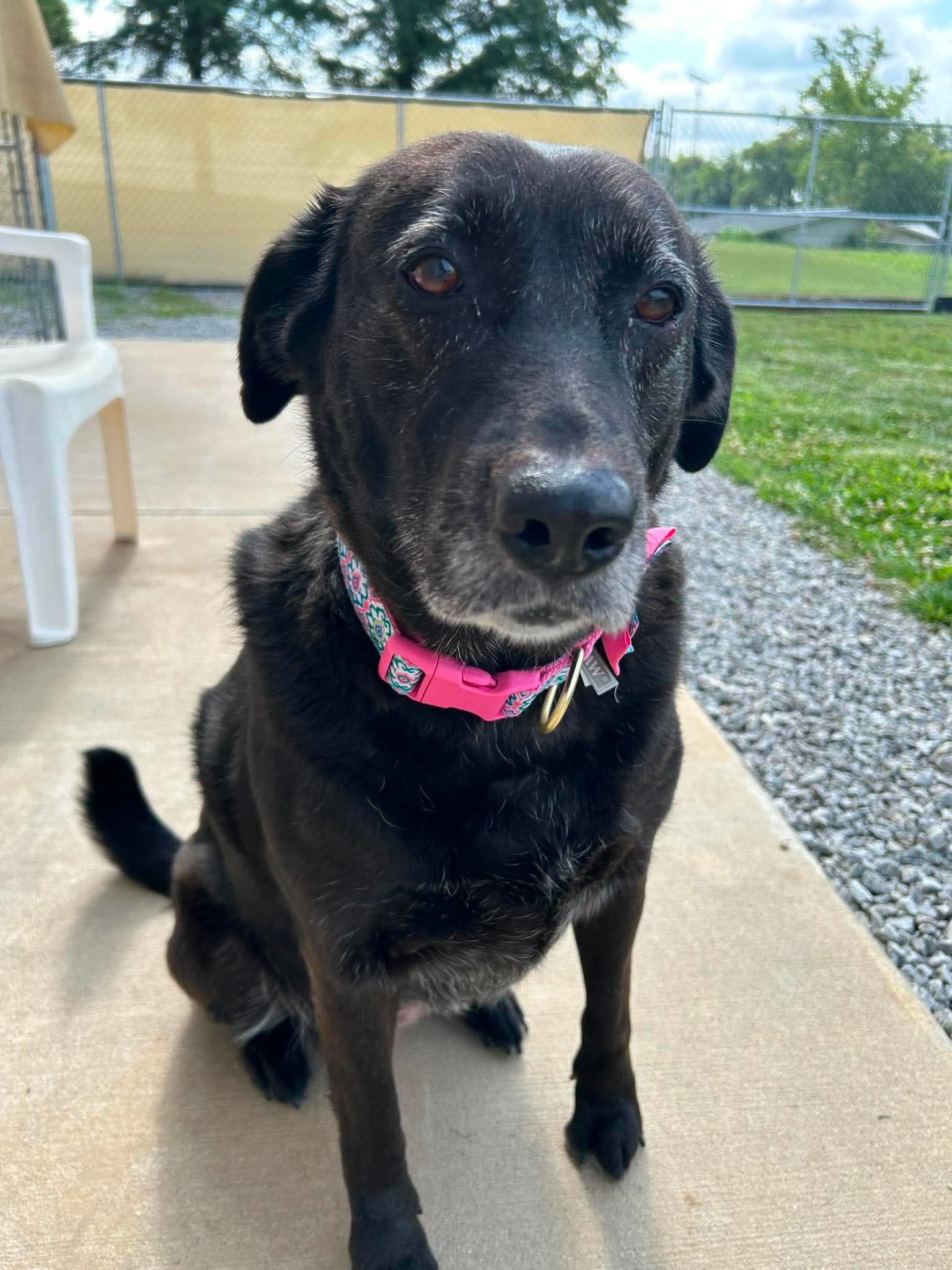 Macy - Labrador Retriever