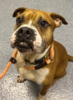 Bowser image 1