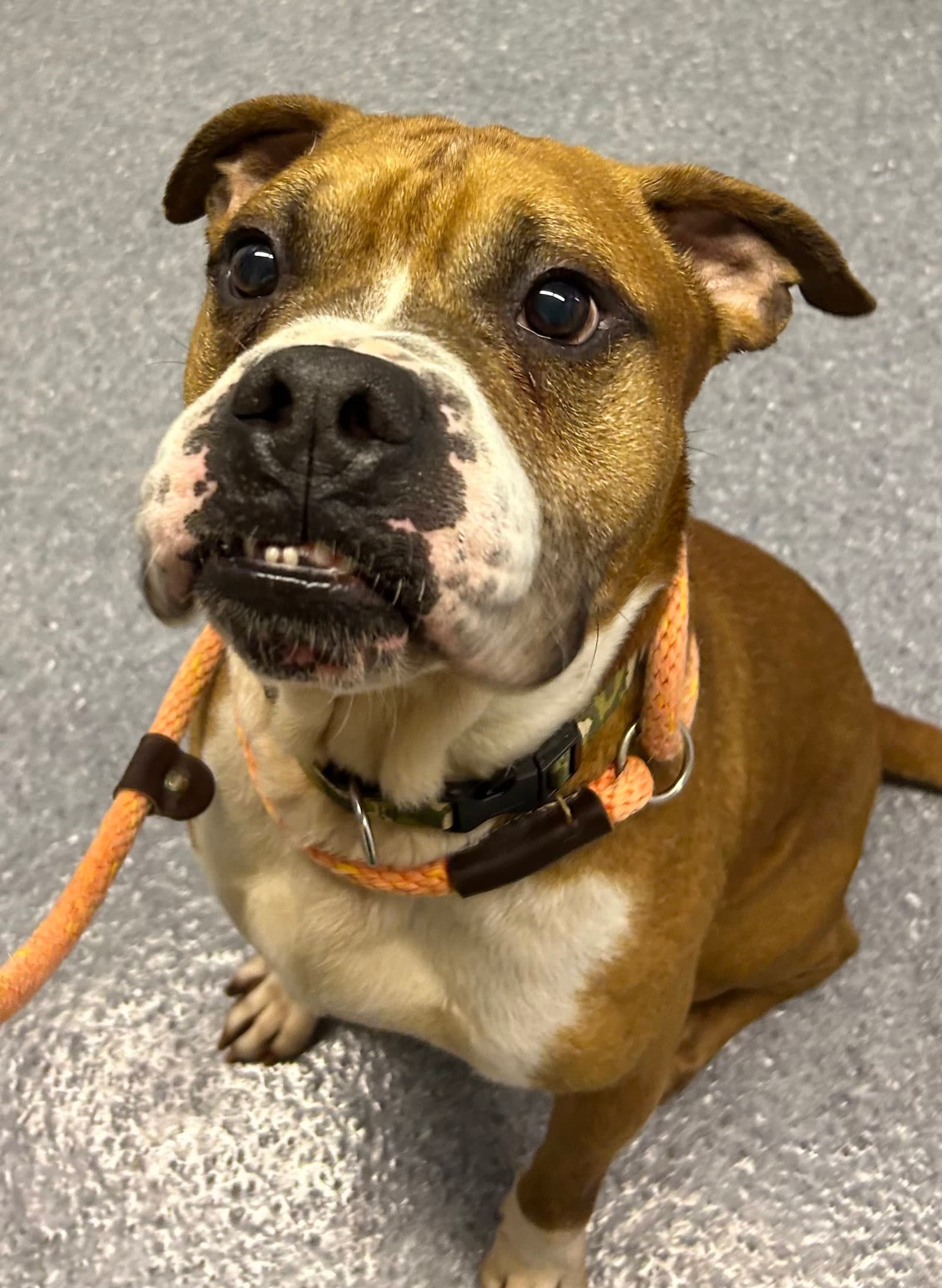 Bowser - Boxer