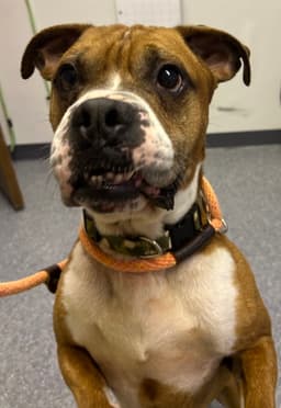 Bowser image 2
