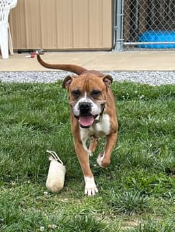 Bowser image 4