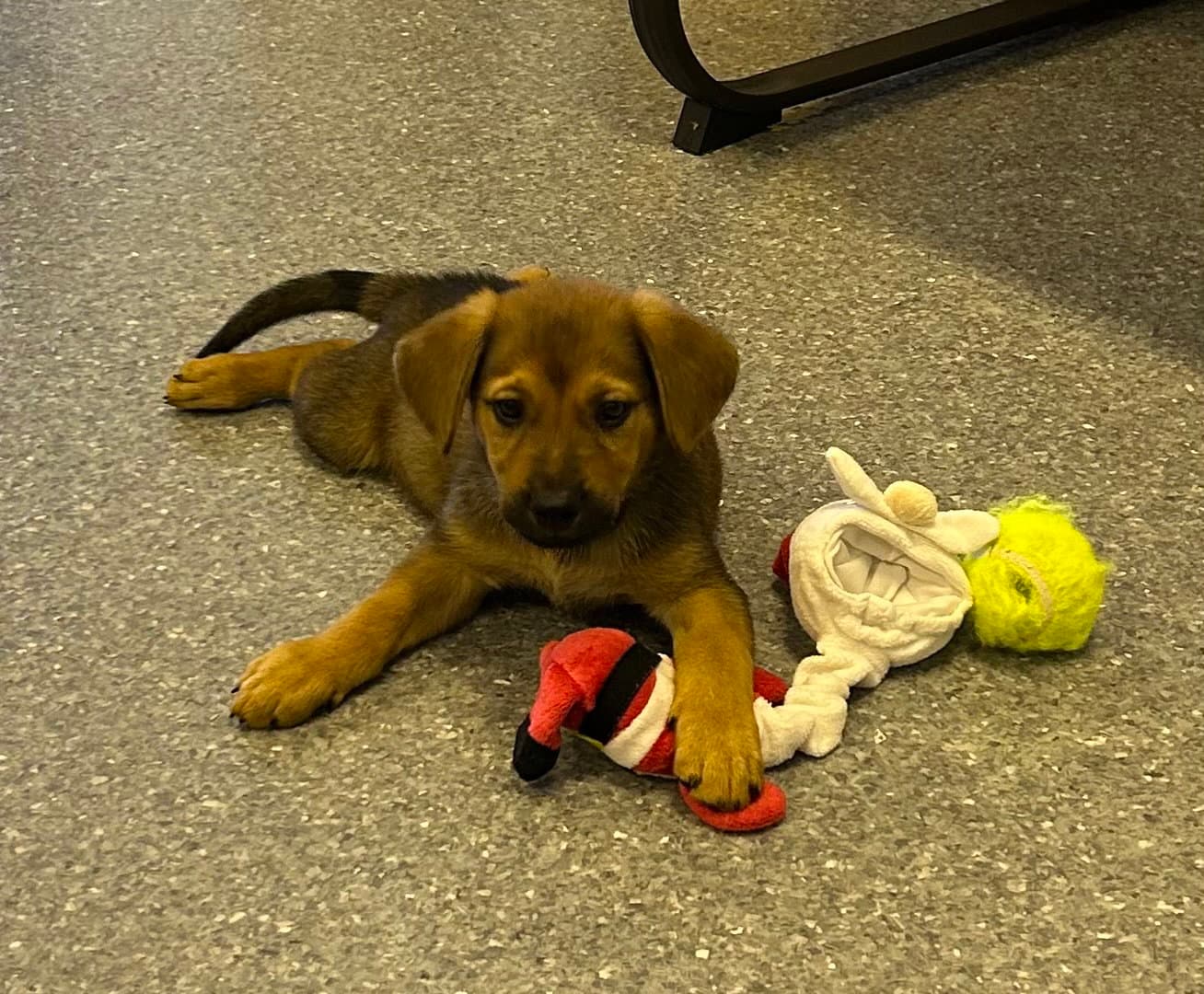 Gherkins - Labrador Retriever
