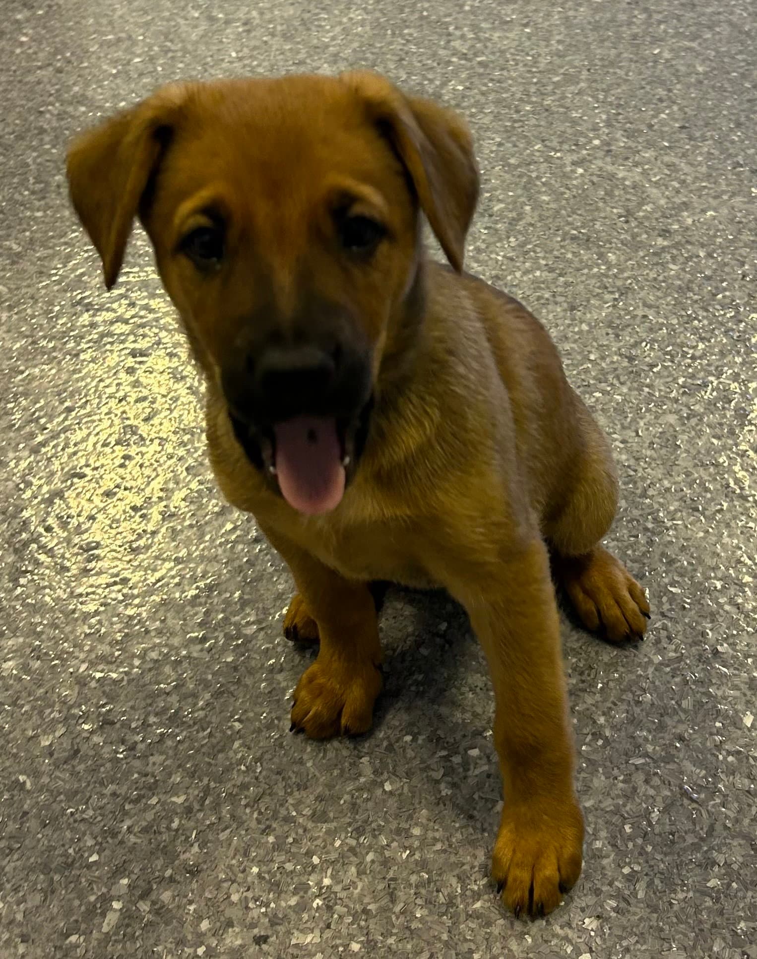Sweet - Labrador Retriever