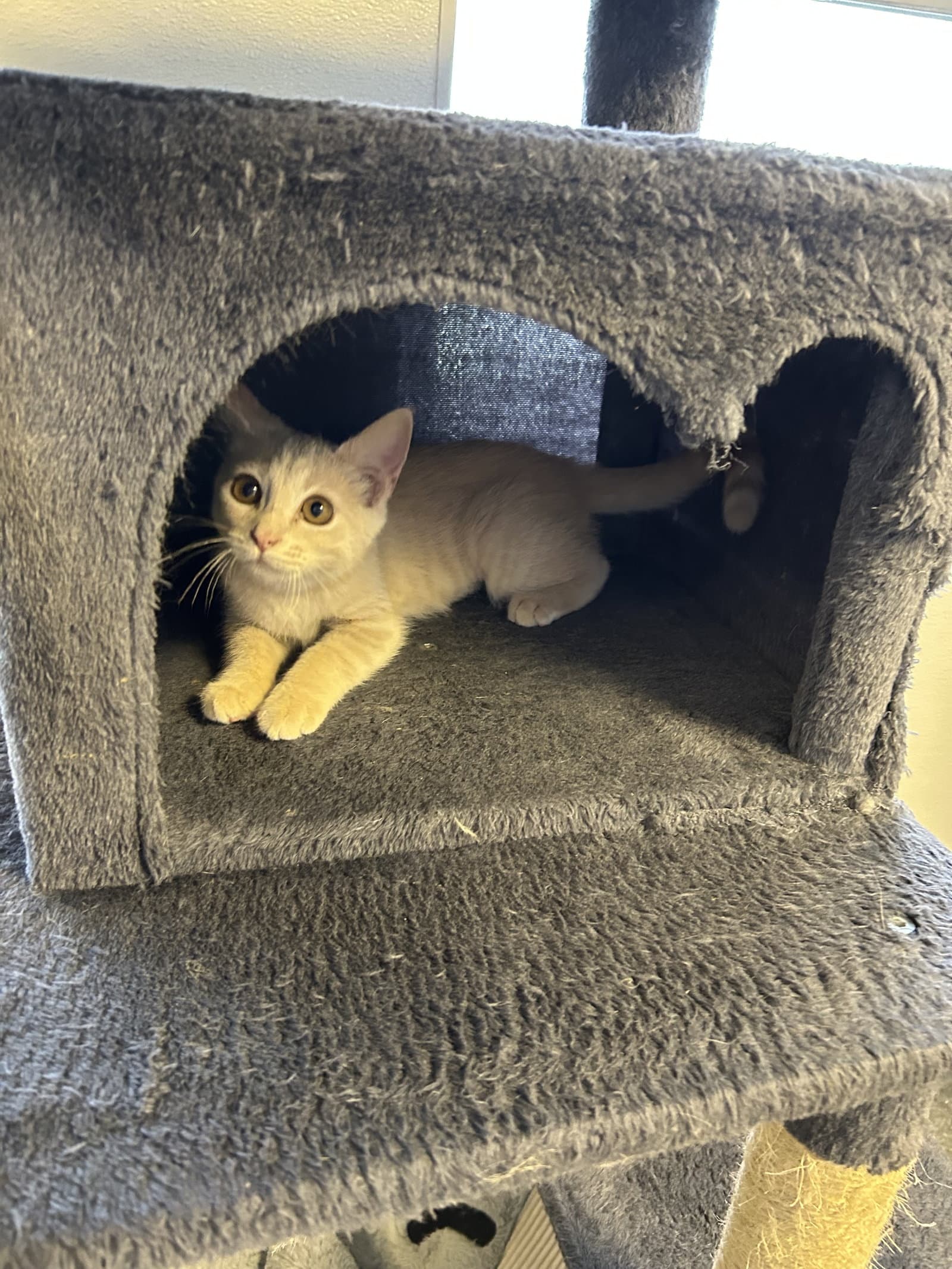 Tok - Domestic Short Hair