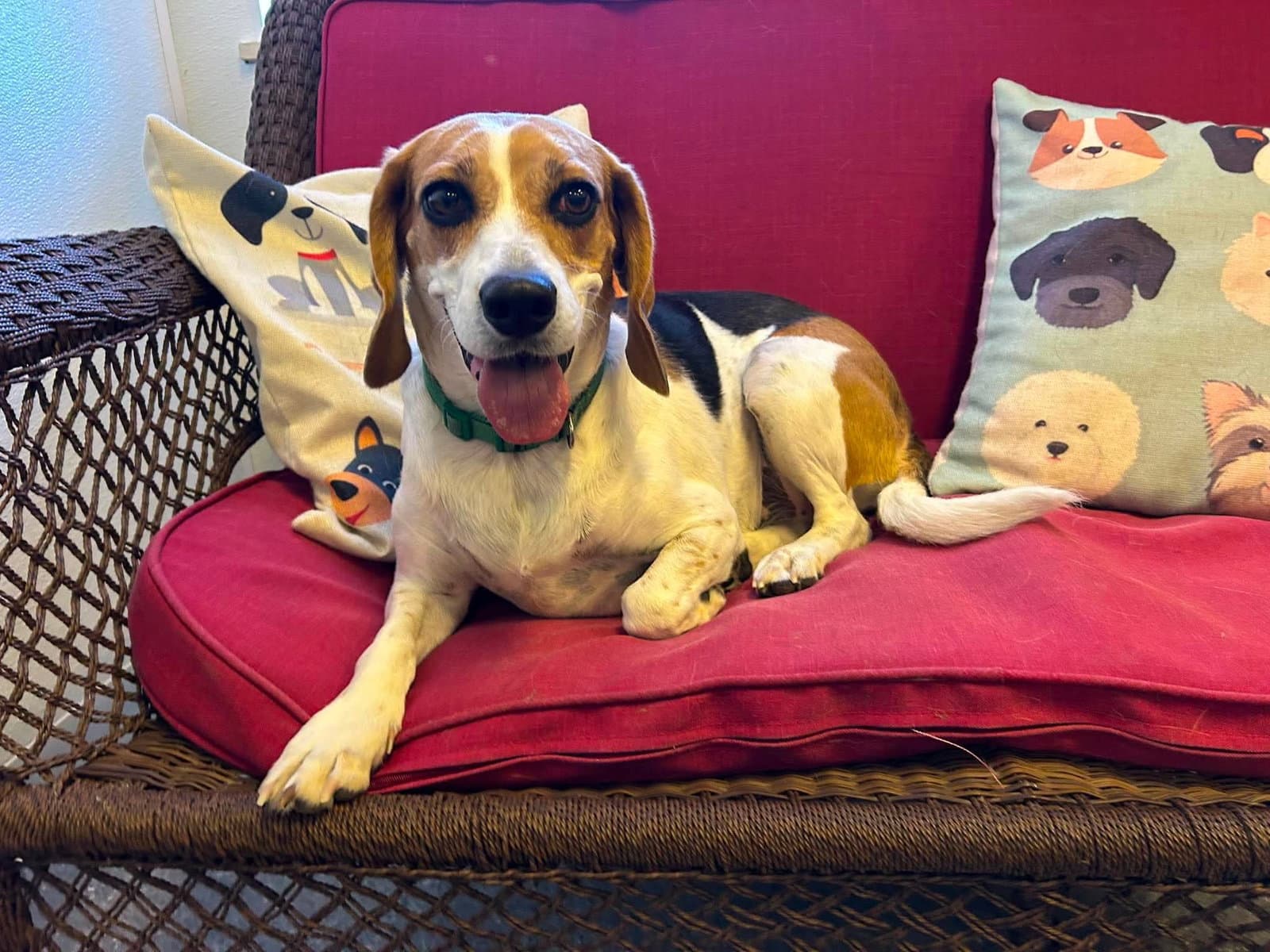 Marley - Beagle