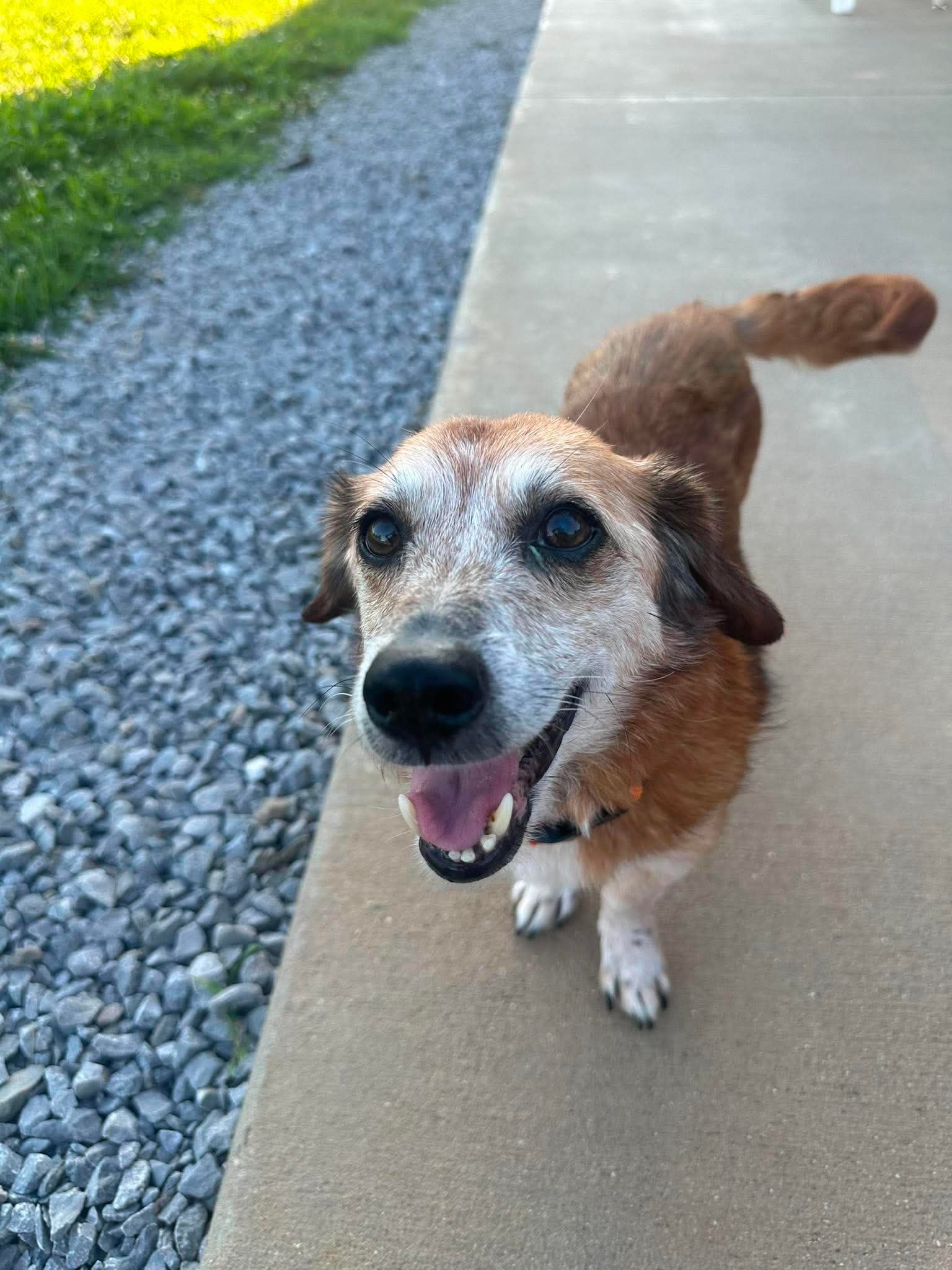 Tramp - Terrier