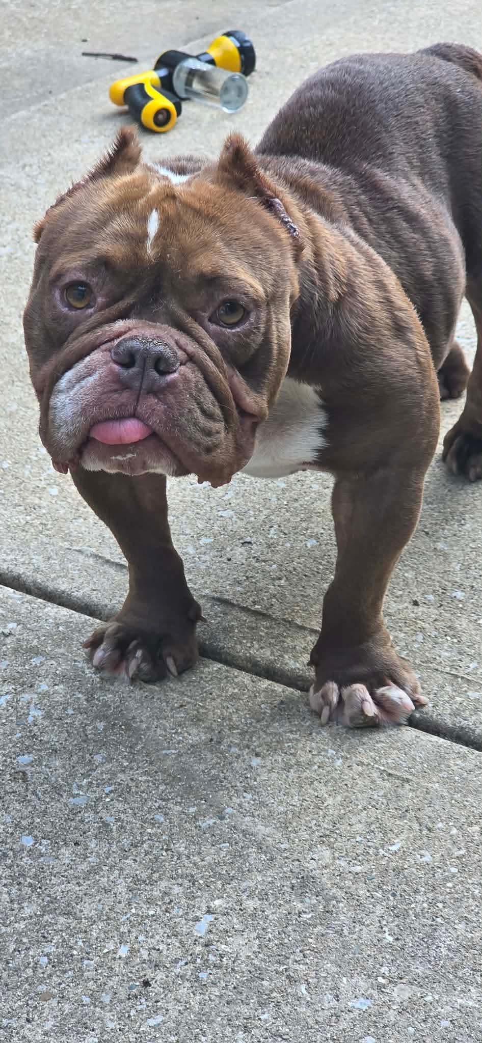 Bonnie - Pit Bull Terrier