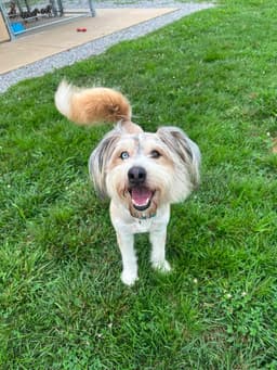 Murphy image 2