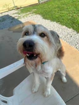 Murphy image 3