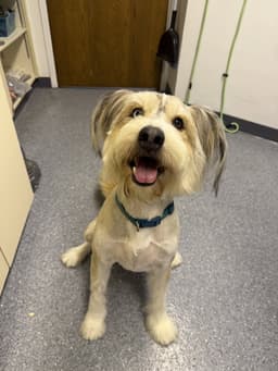 Murphy image 4