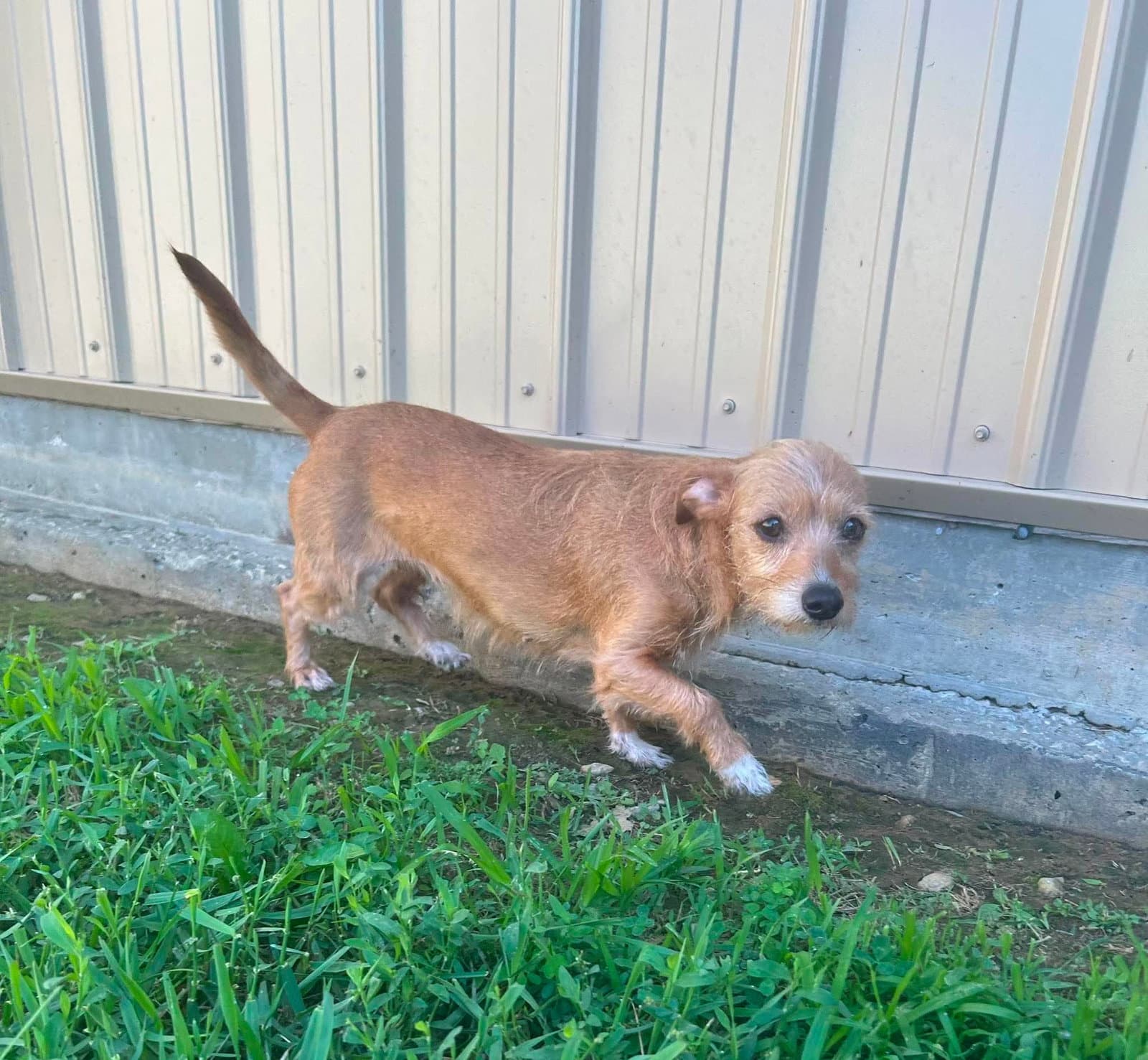 Mabel - Terrier