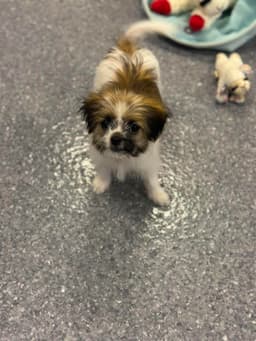 Pebbles image 1