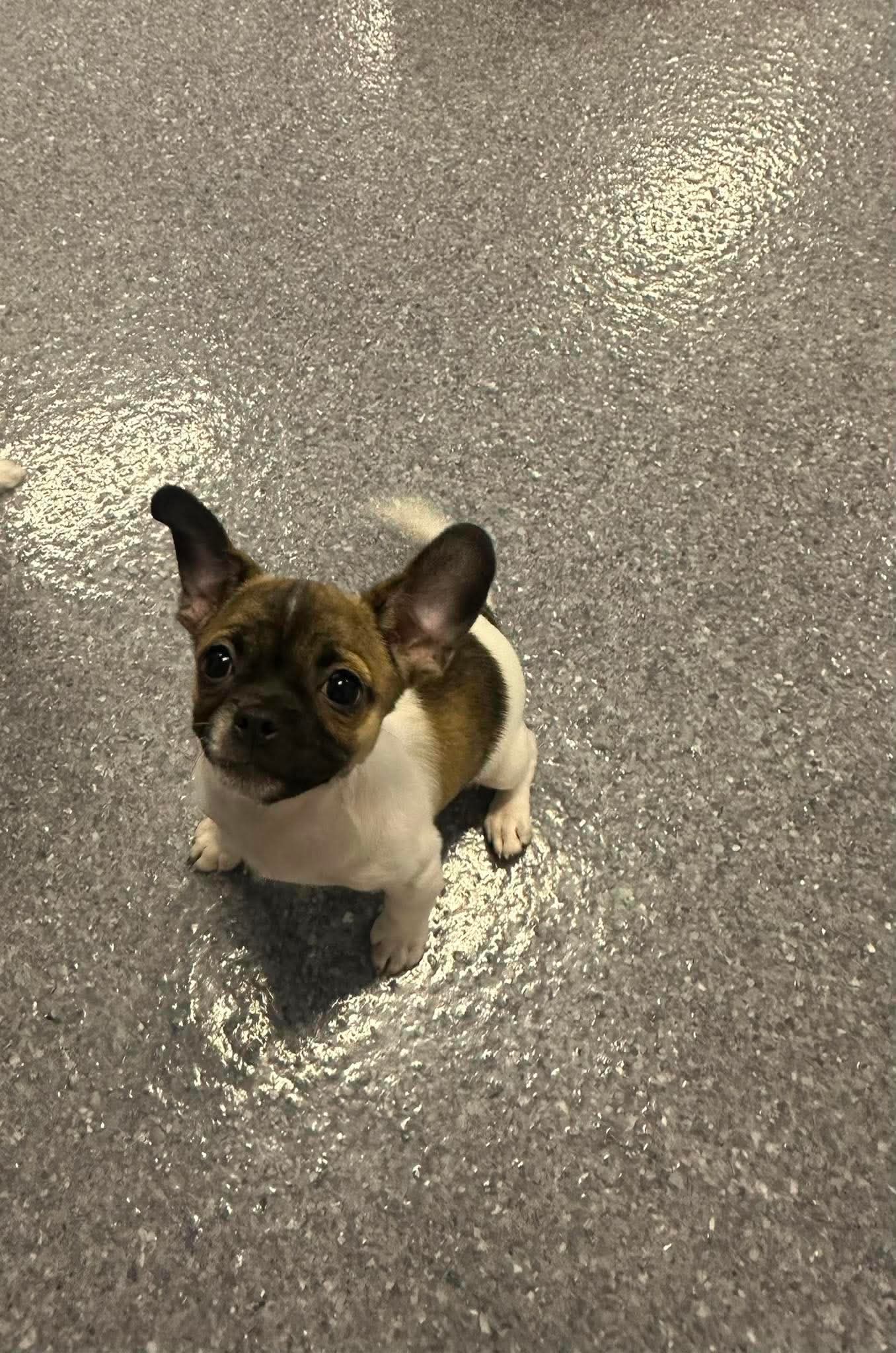 Bam Bam - Chihuahua
