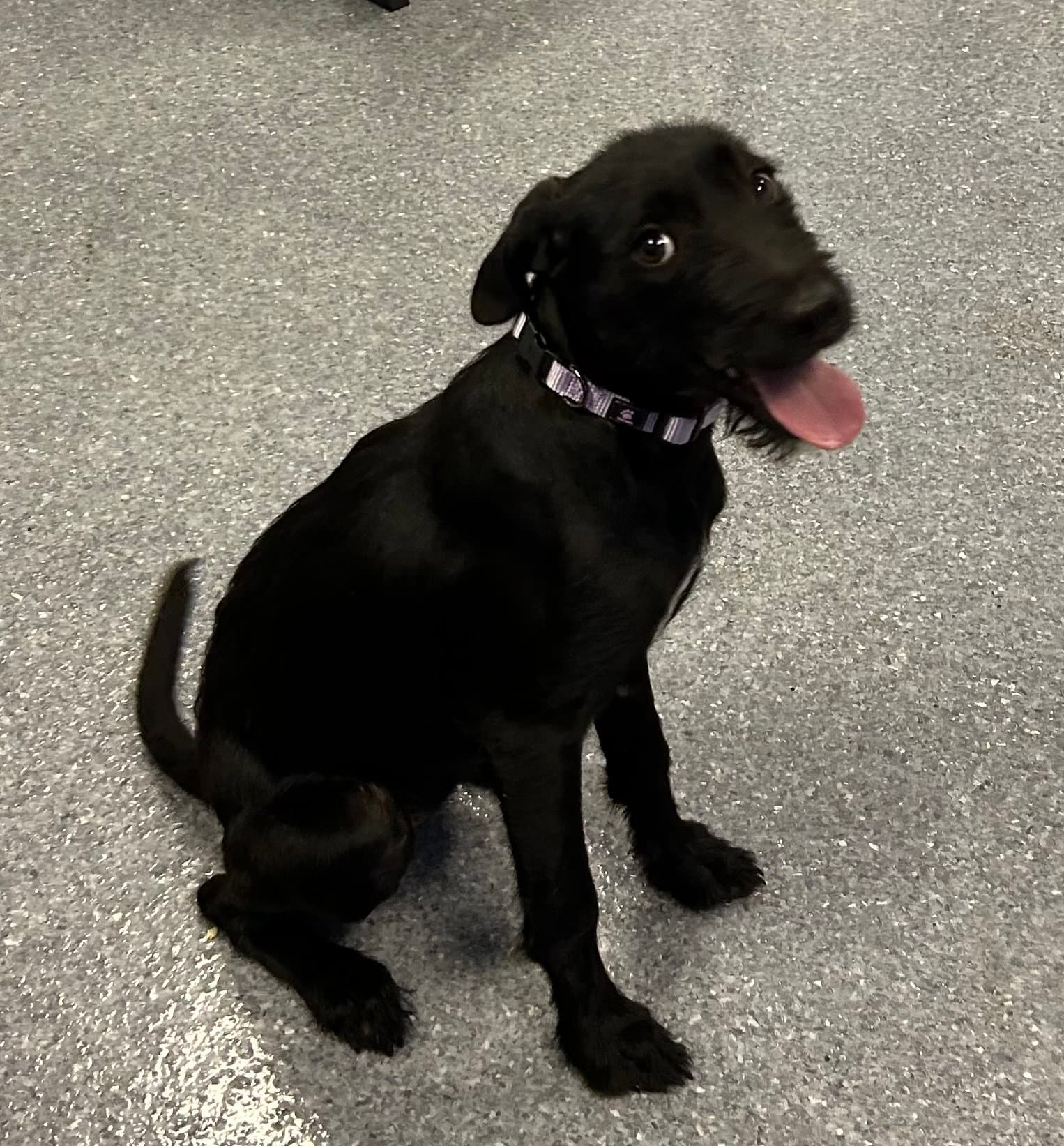 Tiana - Poodle (unknown type)