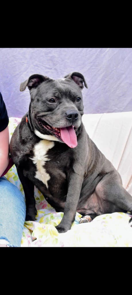 Nala-Sponsored - Pit Bull Terrier