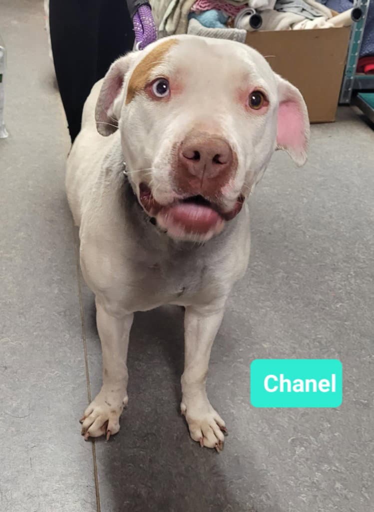 Chanel - American Staffordshire Terrier