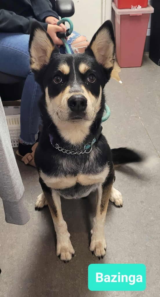 Bazinga - Husky