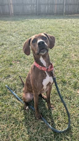 Maggie image 1
