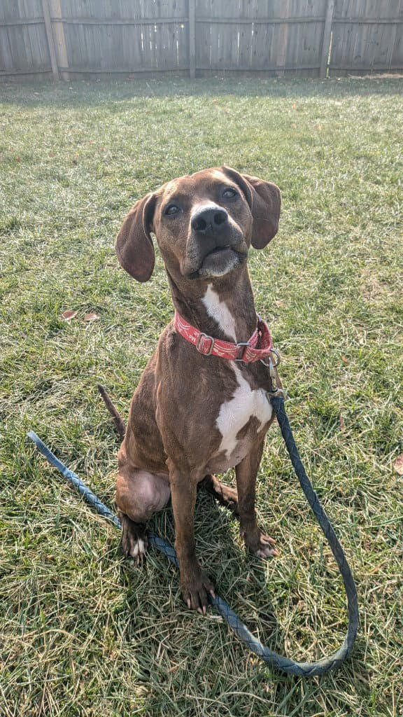 Maggie - Hound