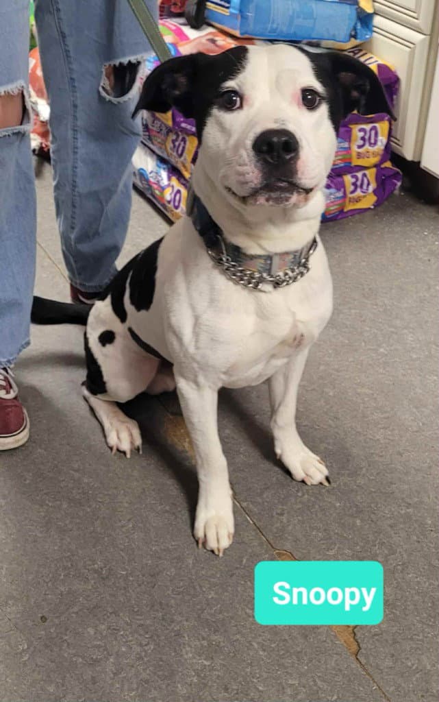 Snoopy - Pit Bull Terrier