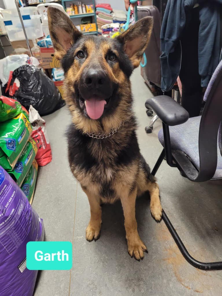 Garth-Sponsored - German Shepherd Dog