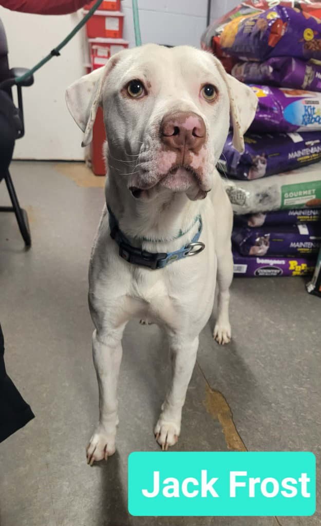 Jack Frost - Labrador Retriever