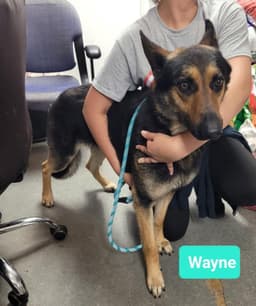 Wayne-Sponsored image 4