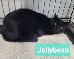 Jelly Bean image 1