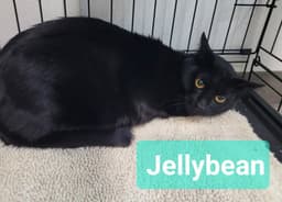 Jelly Bean image 2