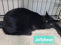 Jelly Bean image 3