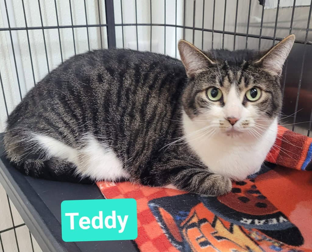 Teddy - Domestic Short Hair