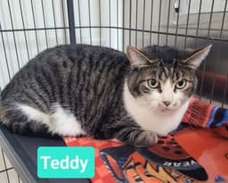 Teddy image 2