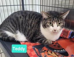 Teddy image 3
