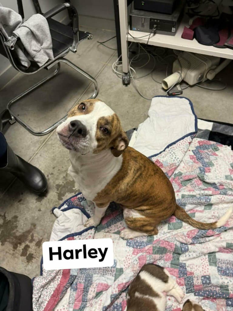Harley - Boxer