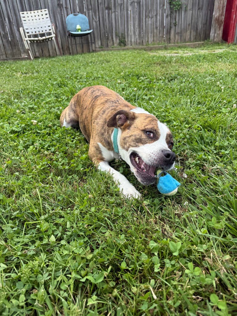 Harley - Boxer