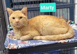 Marty image 1