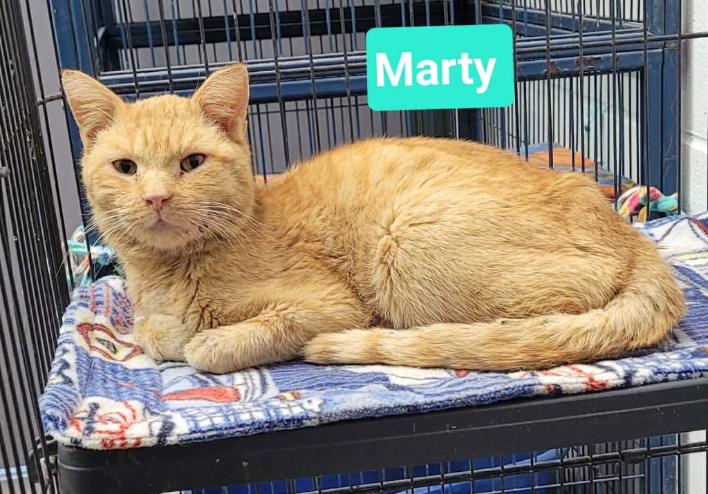 Marty - Domestic Short Hair