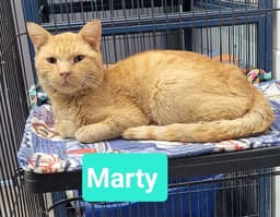 Marty image 3