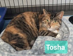 Tosha image 1
