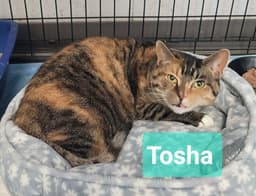 Tosha image 2