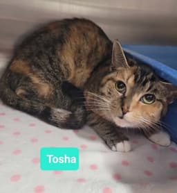 Tosha image 3