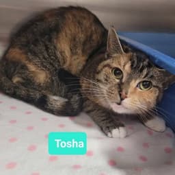 Tosha image 4
