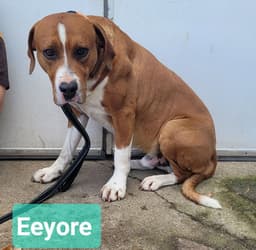 Eeyore image 2