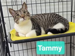 Tammy image 1