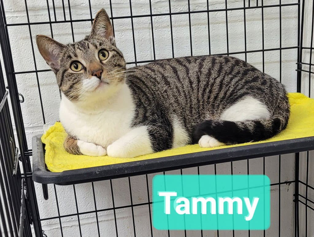 Tammy - Domestic Short Hair