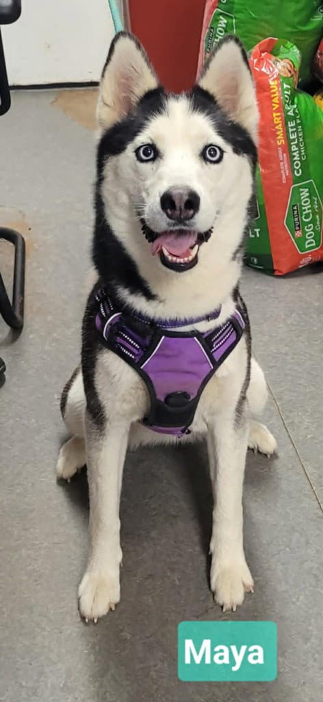 Maya - Husky
