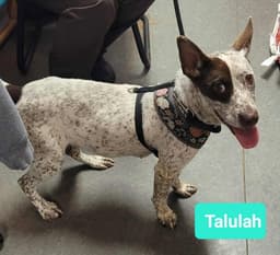 Talulah image 3